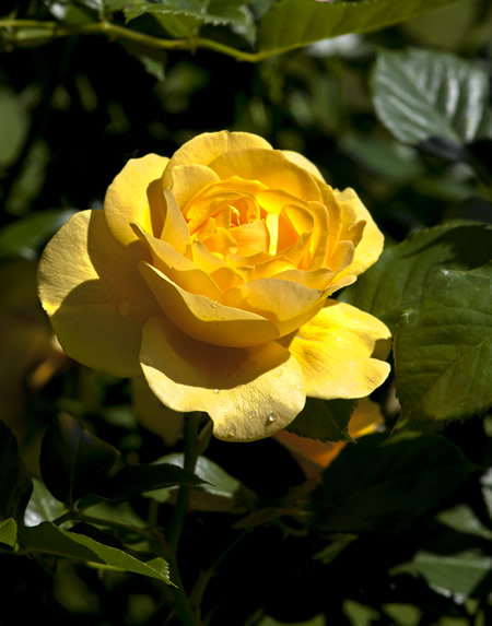 yellow rose _ web