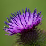 National Symbol of Scotland, the thistle
