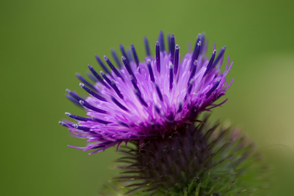 National Symbol of Scotland, the thistle