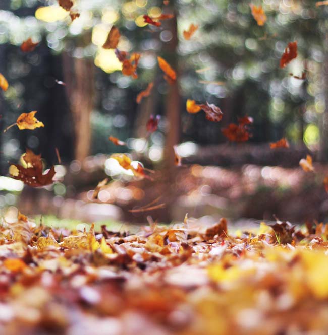 fallen leaves-blowing