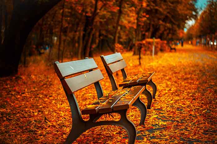 bench-autumn