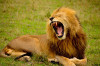 Lion image by Lemuel Butler on unsplash.com