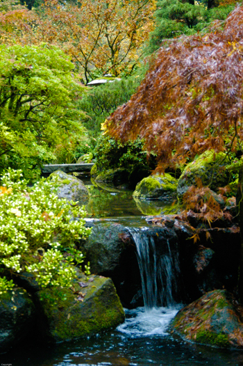 A beautify Japanese garden. Photo by Rachel Houghton.