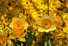 spring flowers _ web