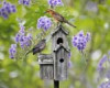 Birds On A Bird House